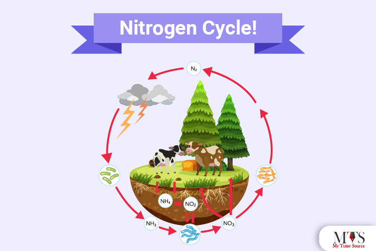 All you need to know about Nitrogen Cycle!